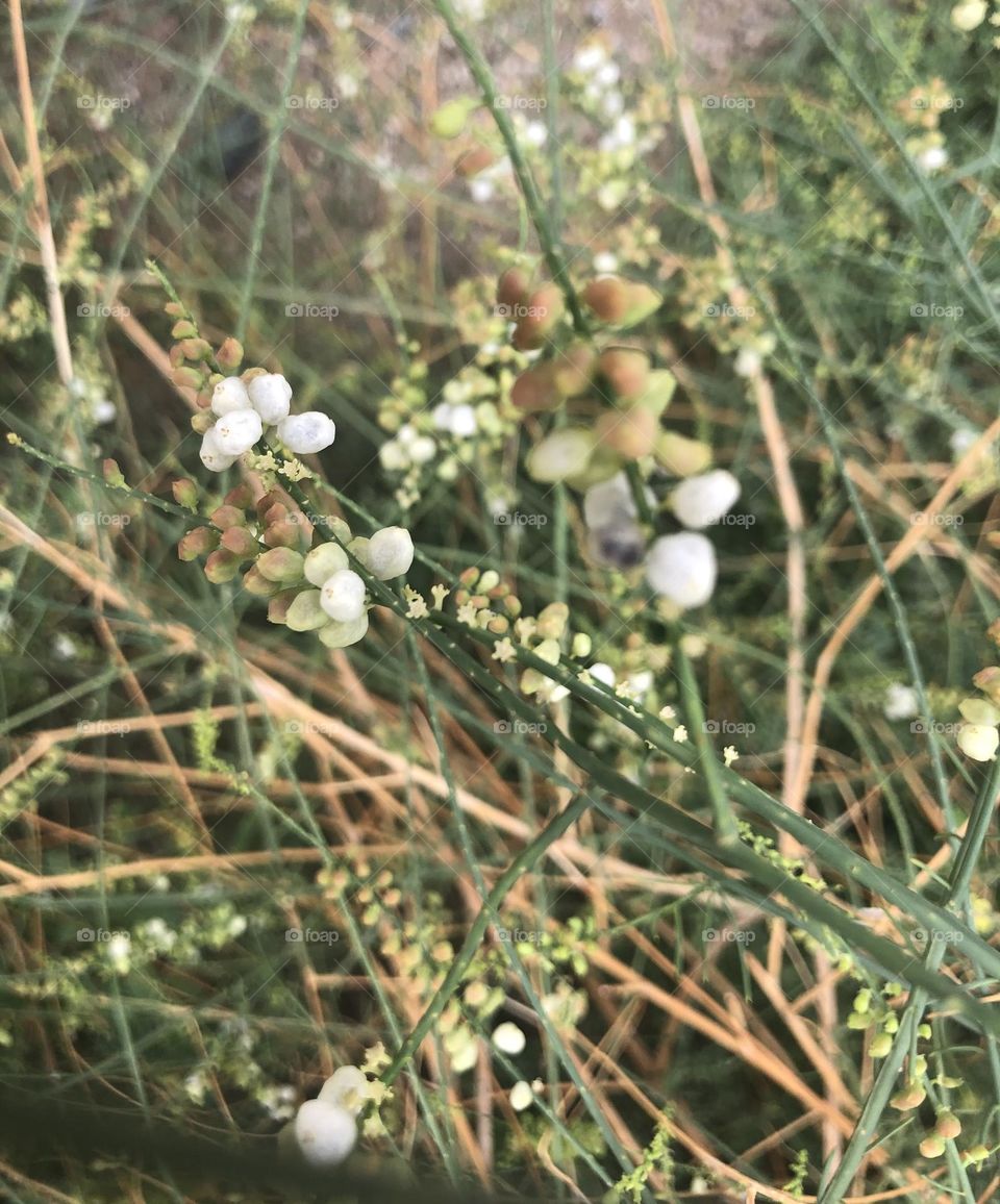 white flowers, flowers, green, twigs, picture of green twigs, plant