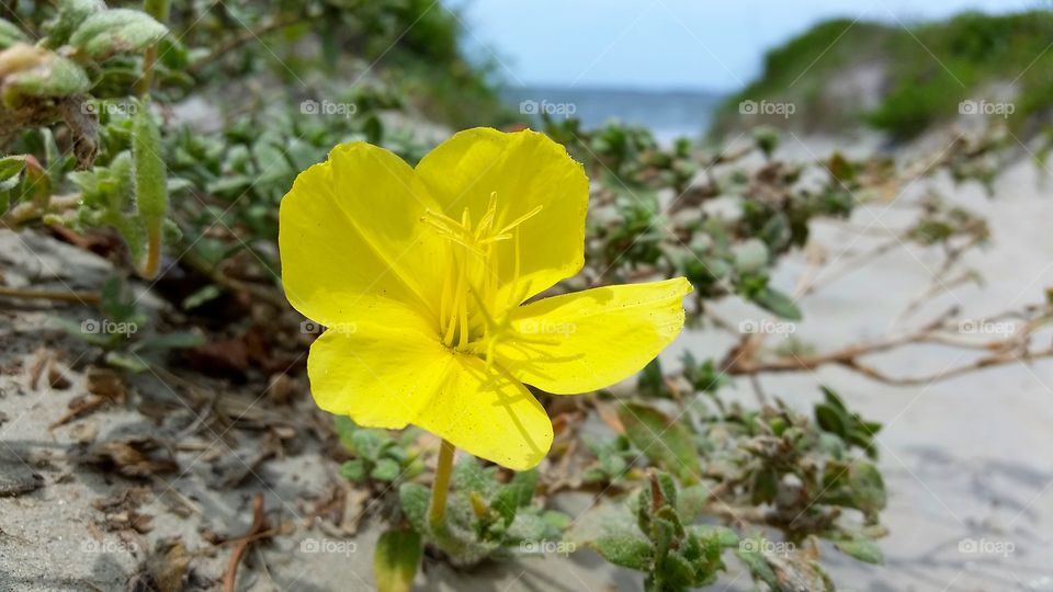 Close-up of yellow flower