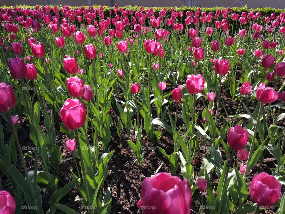 Tulip