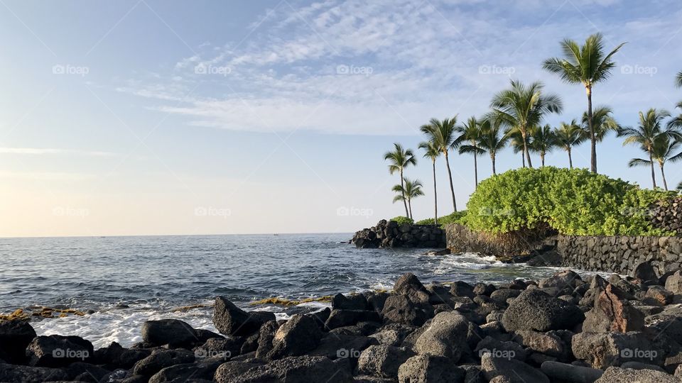 Palm trees at sea side