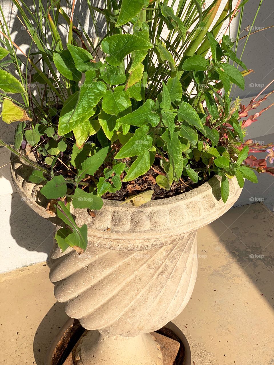 Gardens in urns.