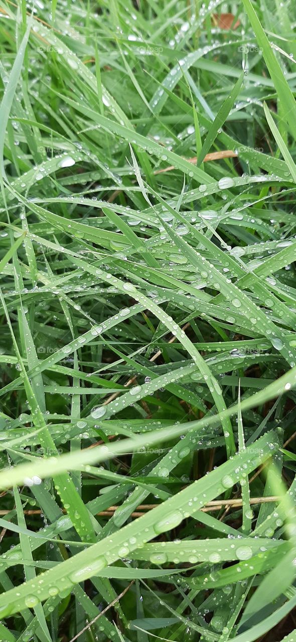 rainy grass