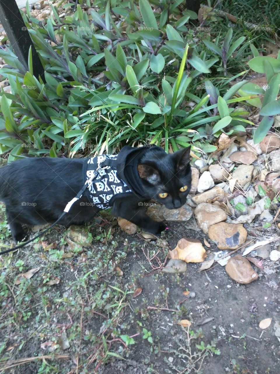 Cat on a walk