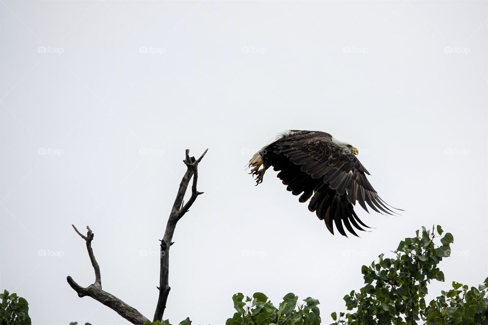 A adult bald eagle departs it's branch outlook in order to snag a fish out of the nearby river