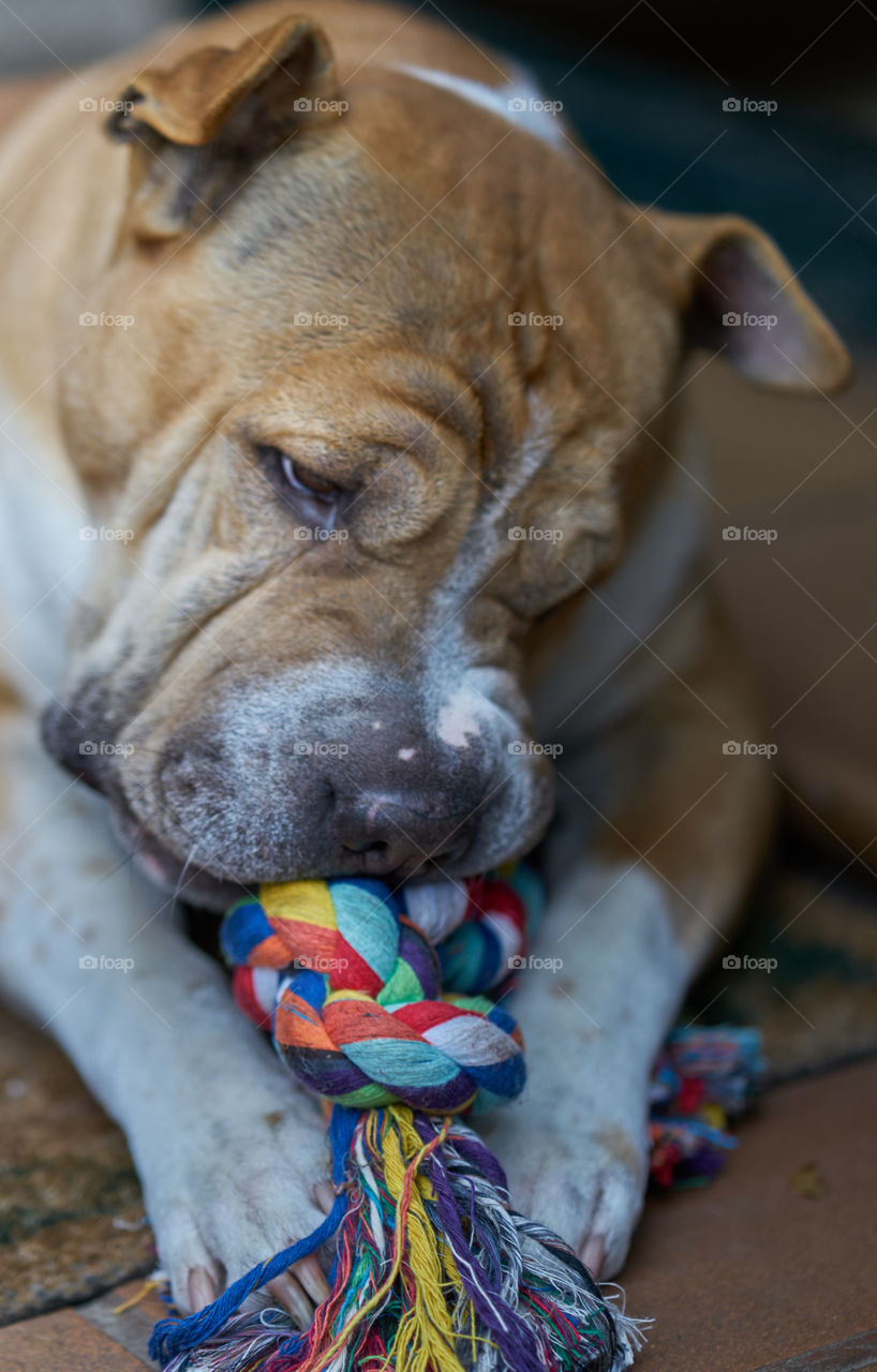Close-up of dog playing with toy