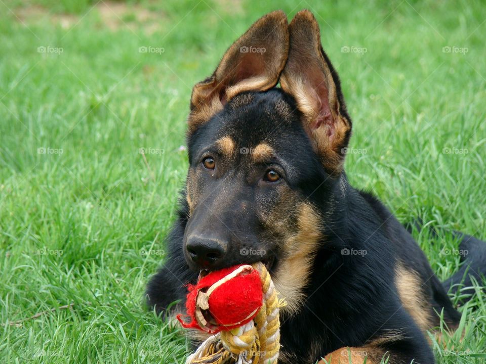 Shepherd dog puppy