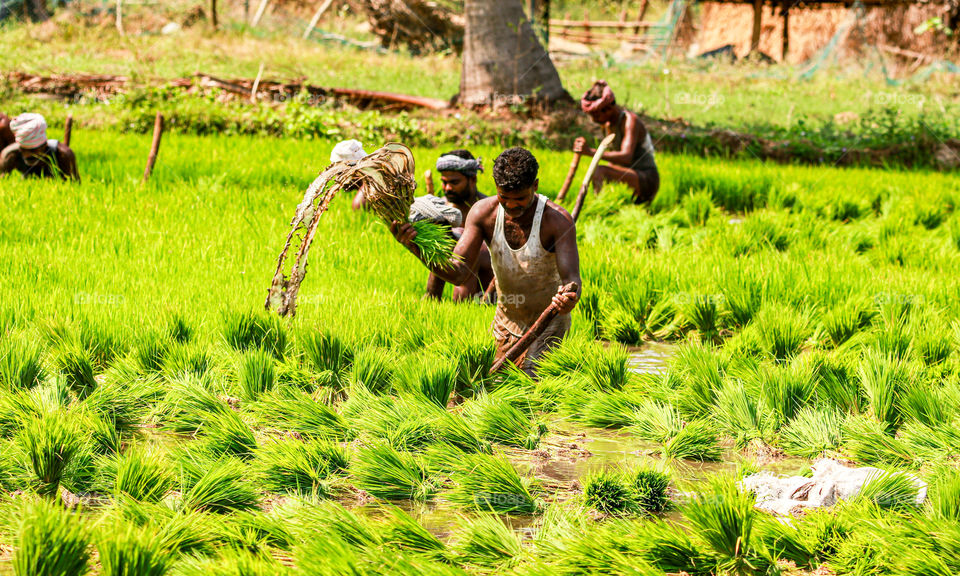 A soulful story of a village man who is giving his sweat in the field to give us the life as food