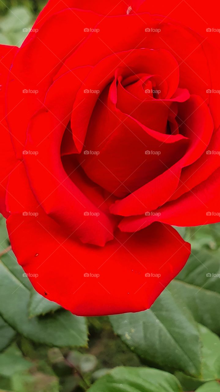 bright red rose closeup