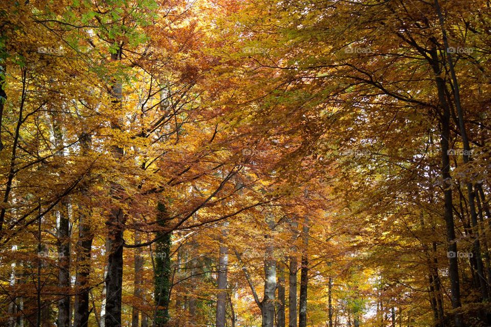Fall in Bavaria