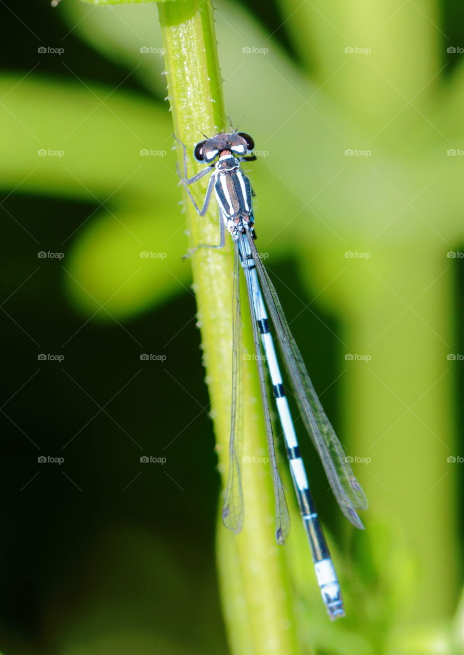 Dragonfly on the green twig