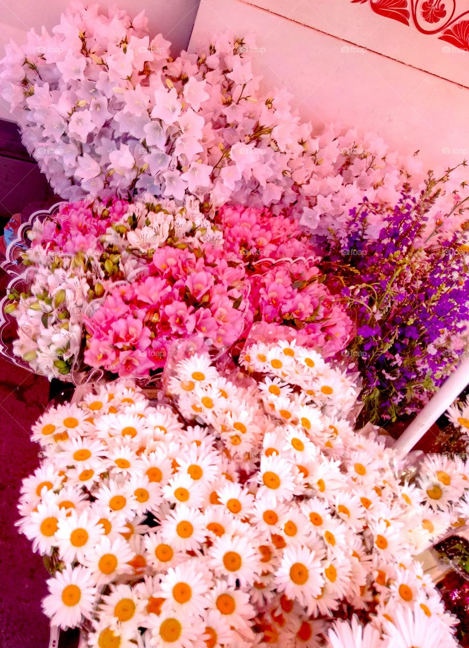 Flower, Nature, Flora, Color, Summer