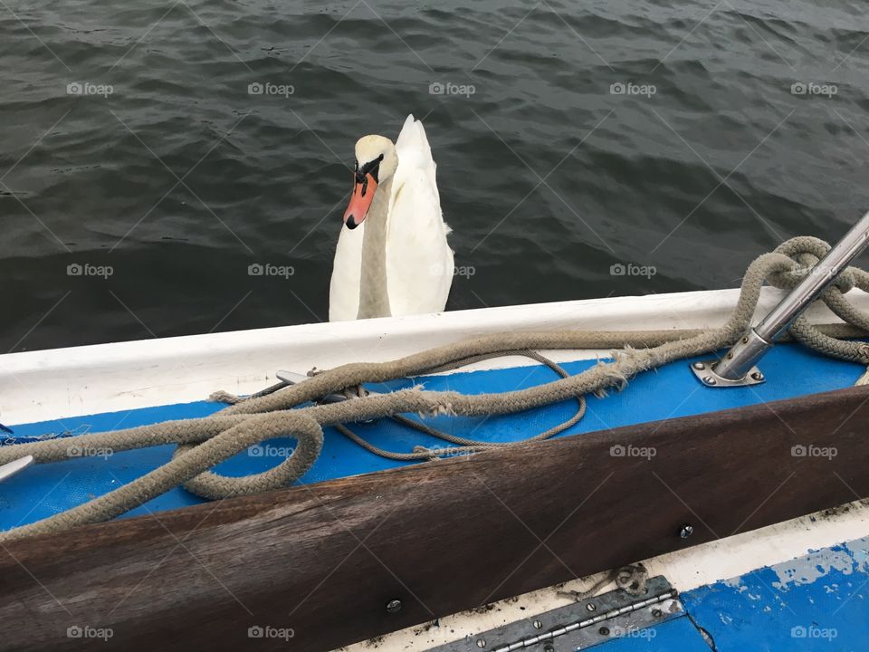 A swan swims right up to our sailboat, the „Salvation“ in the hopes of maybe getting some food which of course we accommodated generously. The picture was taken in Long Island City, Queens, NY in 2018. Hypnotic Productions