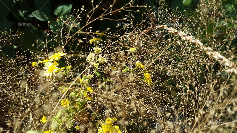 Wild Yellow Flowers