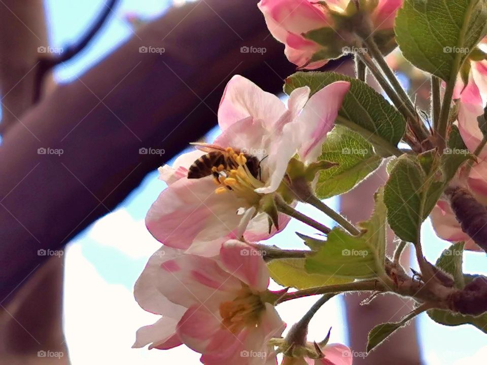 Nature's Intercourse