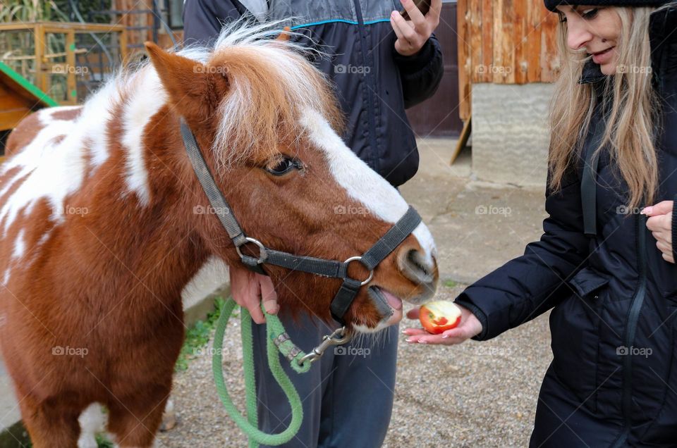 Unusual pets