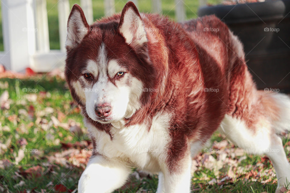 husky walking in the yard