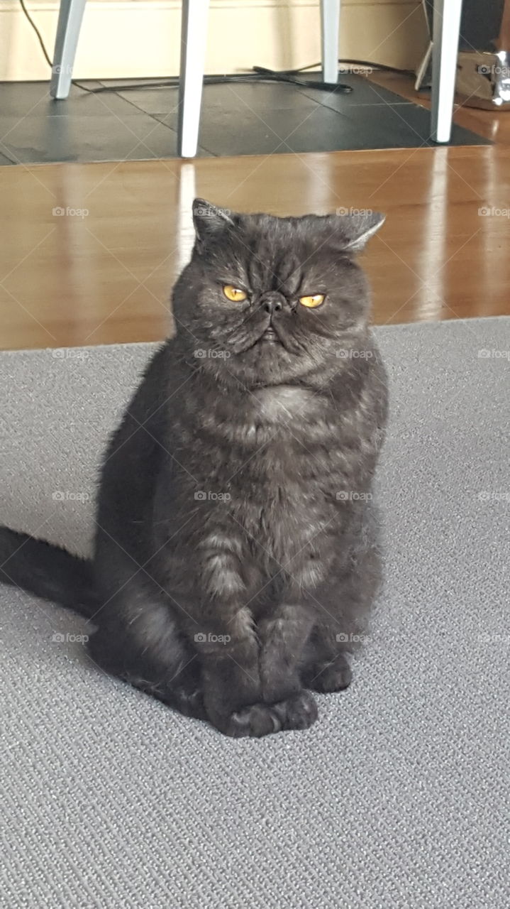 Close-up of black cat sitting on carpet