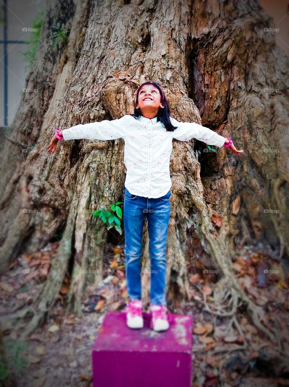 big tree at gurney plaza