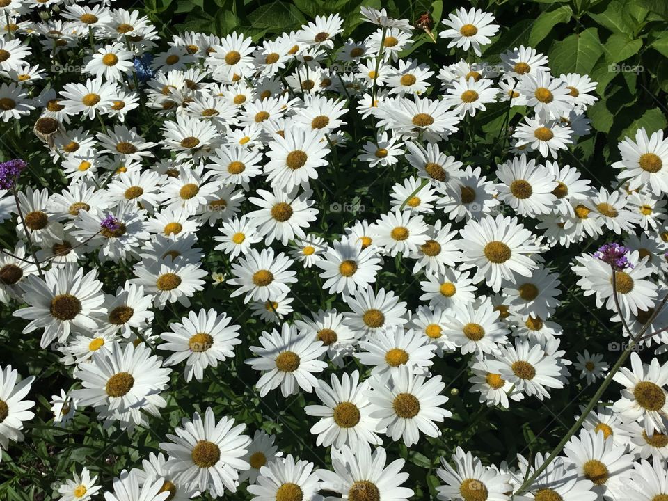 White daisies field