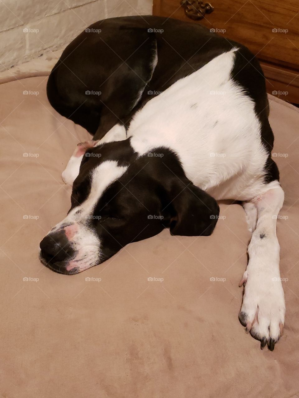 it's been a rough day playing outside and now its Time to settle down and rest up for tomorrow's adventure.. dont mind my snoring.. sleep tight