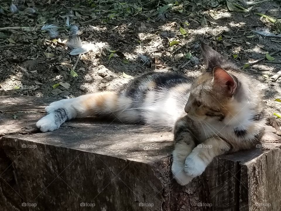 Calico cat in a tree stump