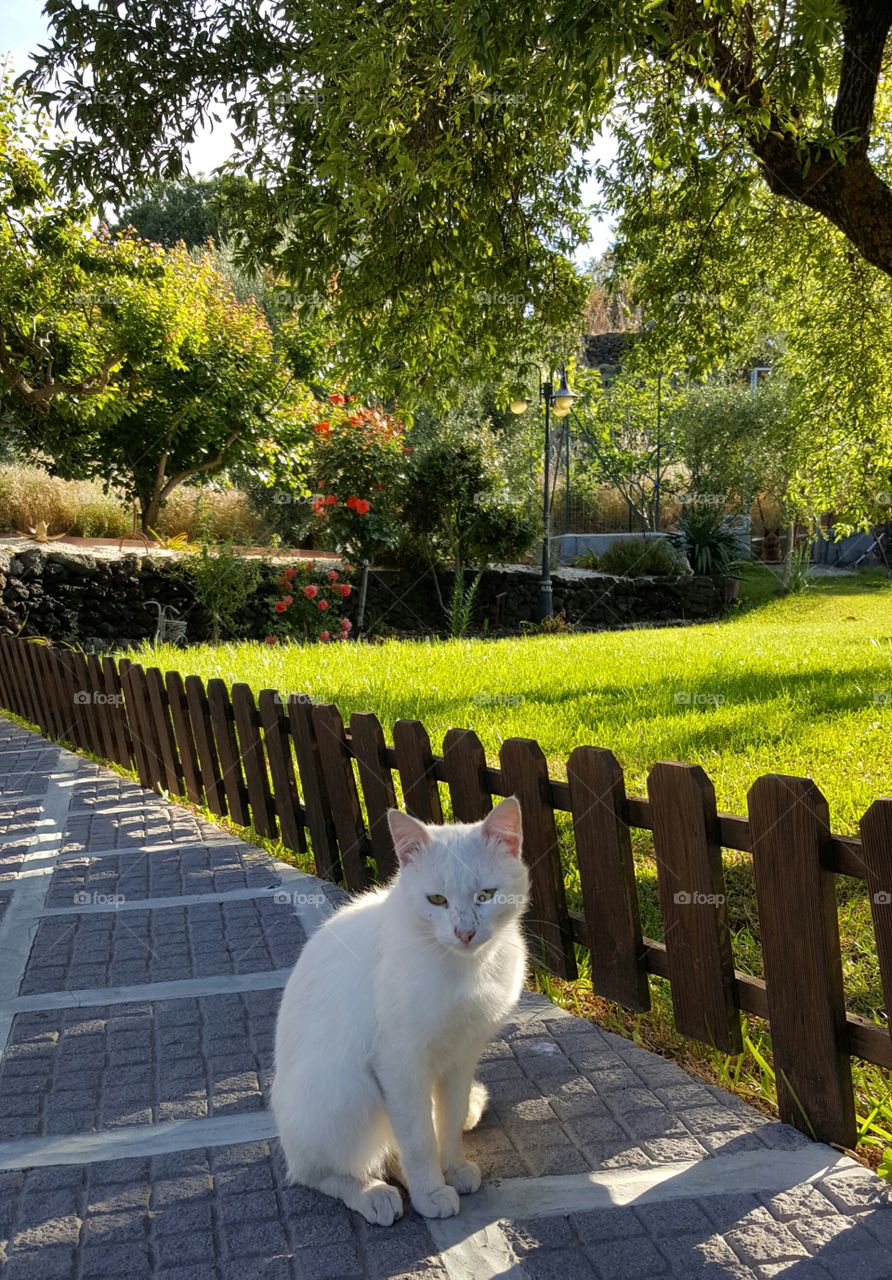 cat prato garden