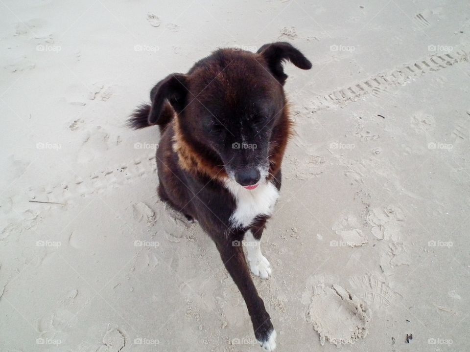 Street dog. Beach dog