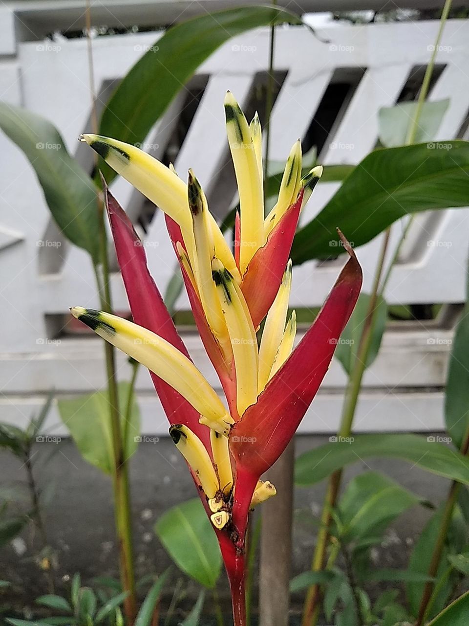 Yellow green red flowers