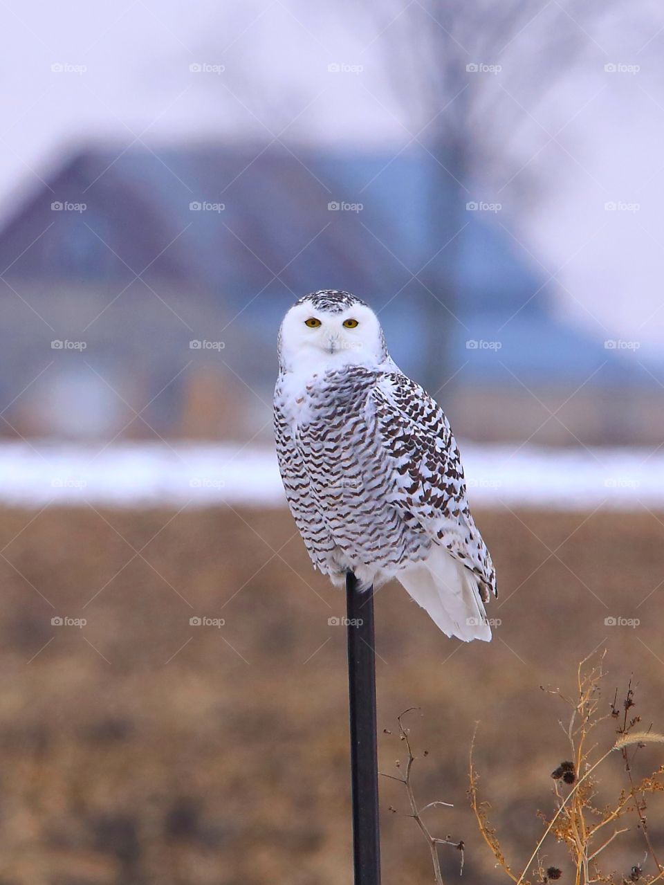 white owl