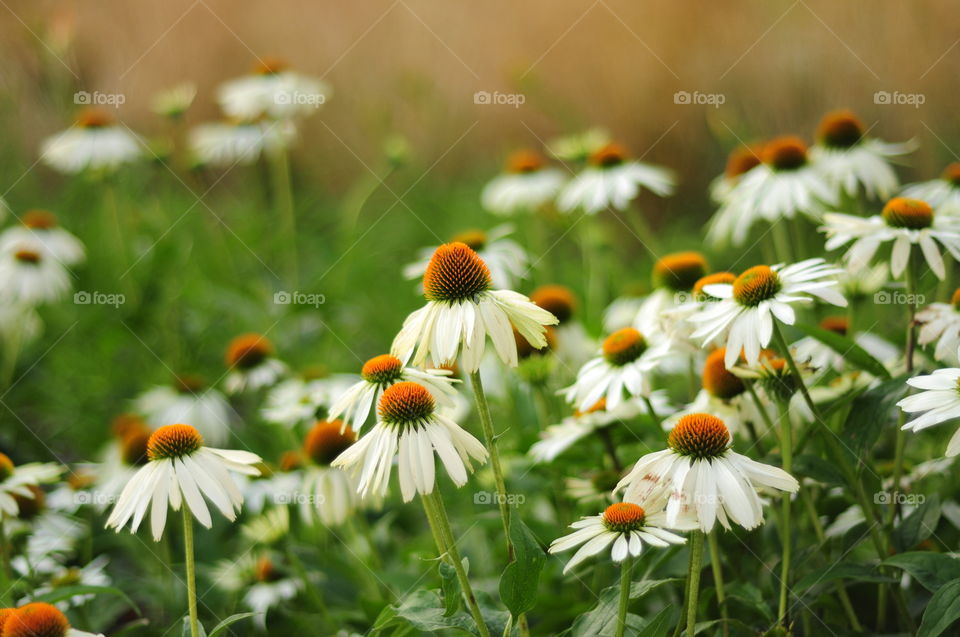 Chamomile 