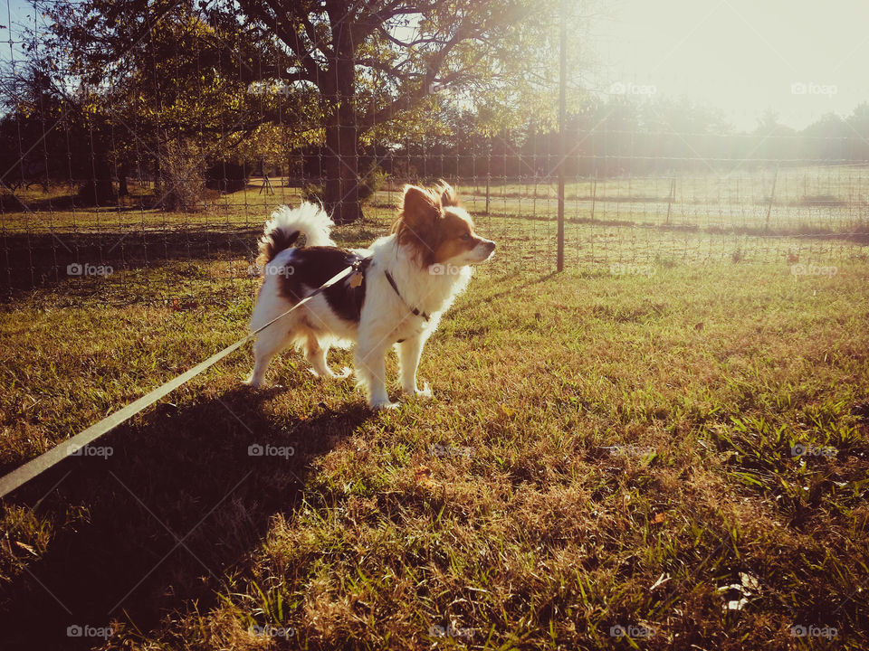 Winter Sun Walking