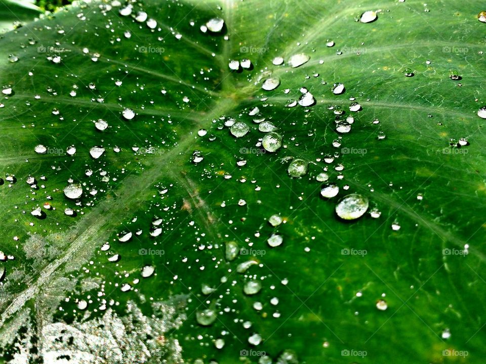 rain drops on a leaf