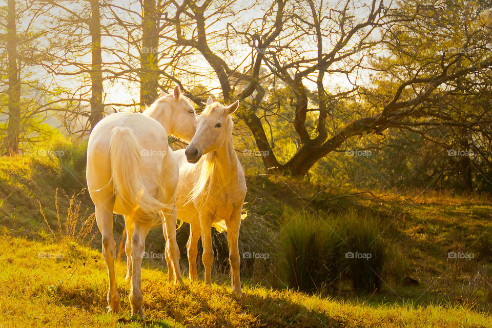 Two white horses kissing in the sunset. Late afternoon with sun through the trees with horses together