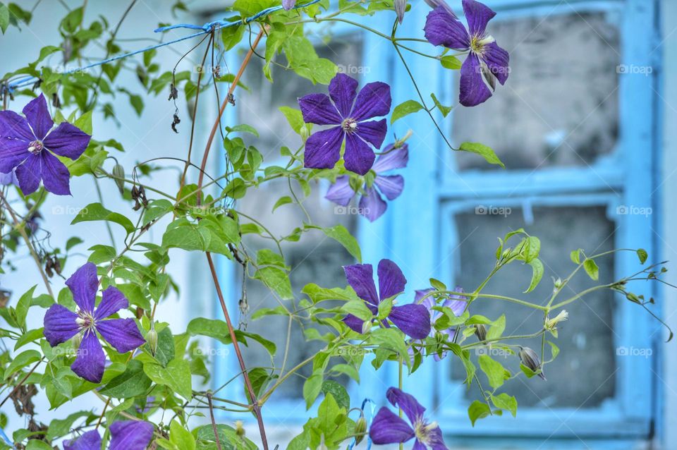 loach with purple flowers in front of a blue window