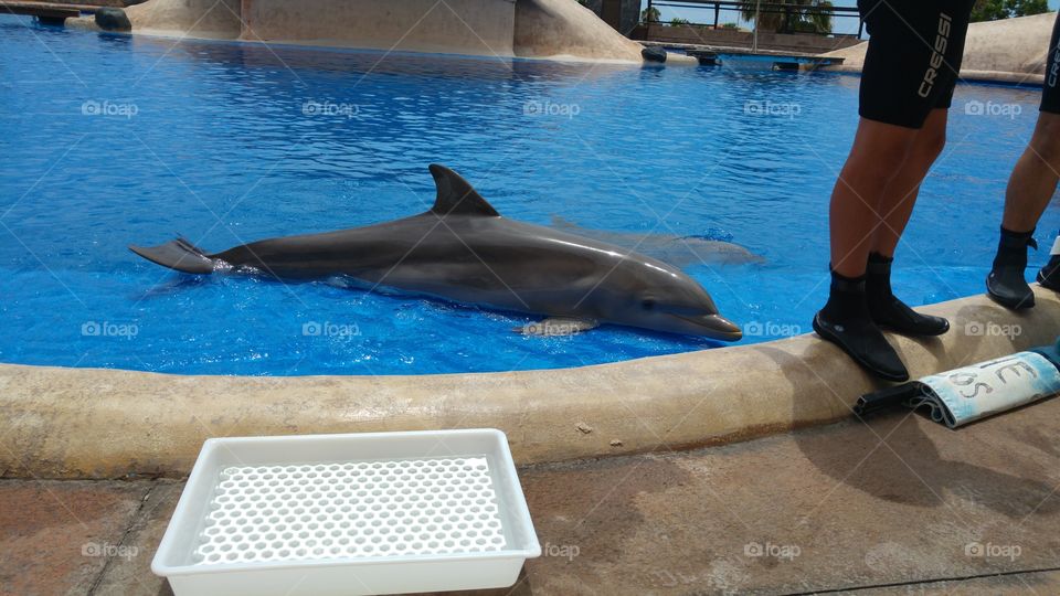 delfin show