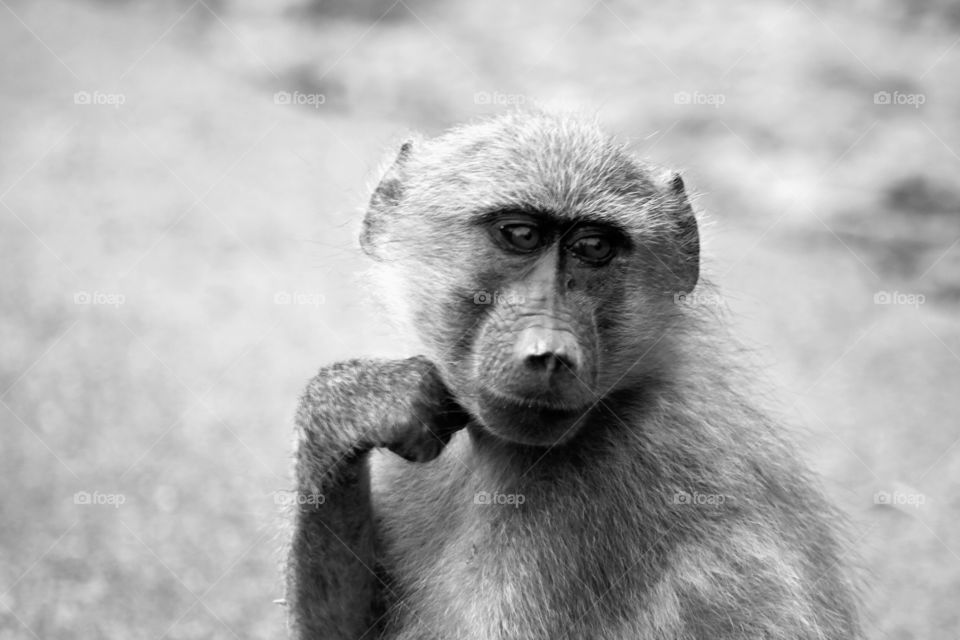 Mammal, Wildlife, Monkey, Nature, Portrait