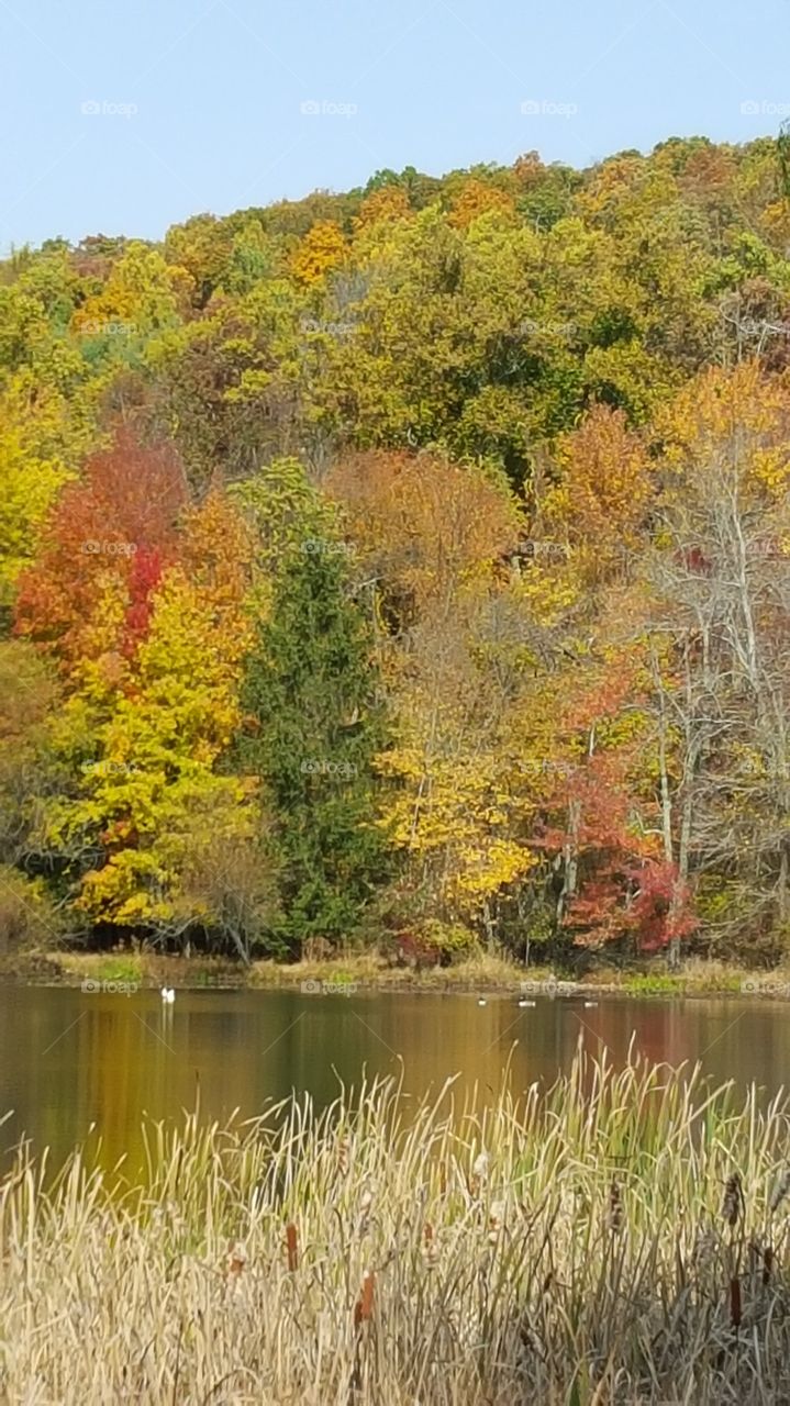 Fall, Nature, Landscape, Leaf, Tree