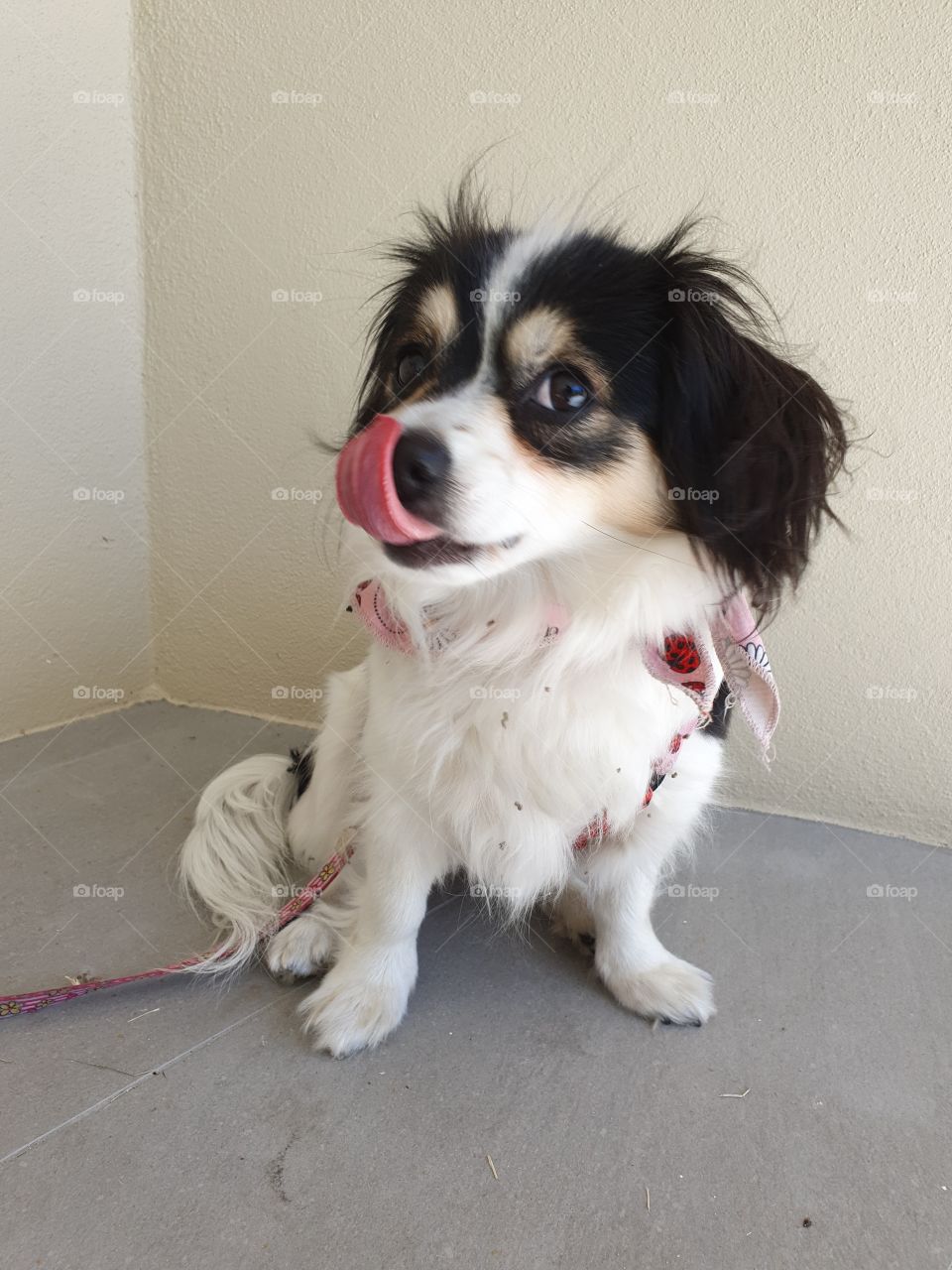 Tongue out puppy