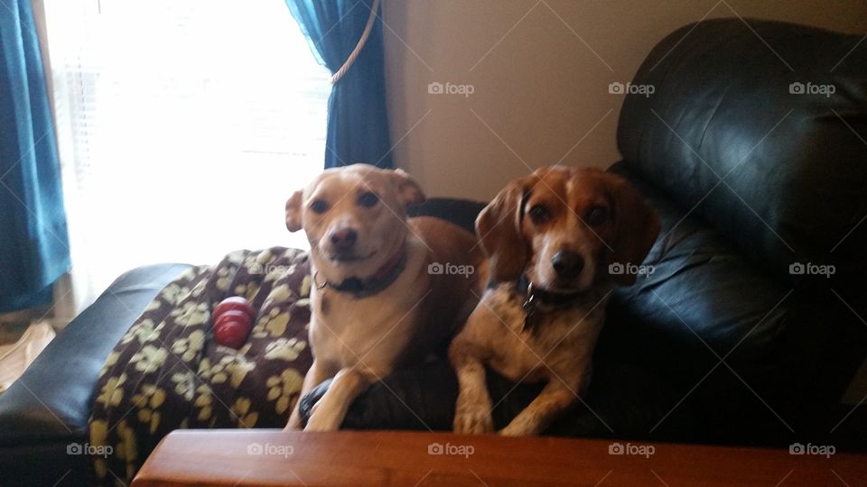 Begging Partners. You see two dogs sharing a couch and looking cute. The photographer sees two begging puppies for some of momma's dinner.