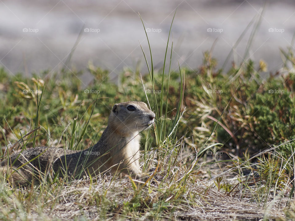 Prairie Dog. Taken in the Alberta Badlands by The Royal Tyrrell Museum in Drumheller, Alberta.