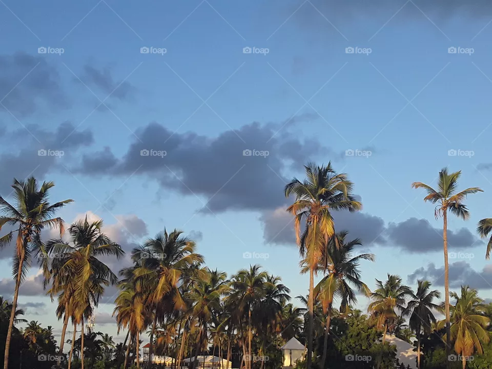 winter in the tropics palm trees sky sun