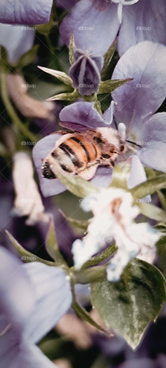 Bee and bumblebee foraging