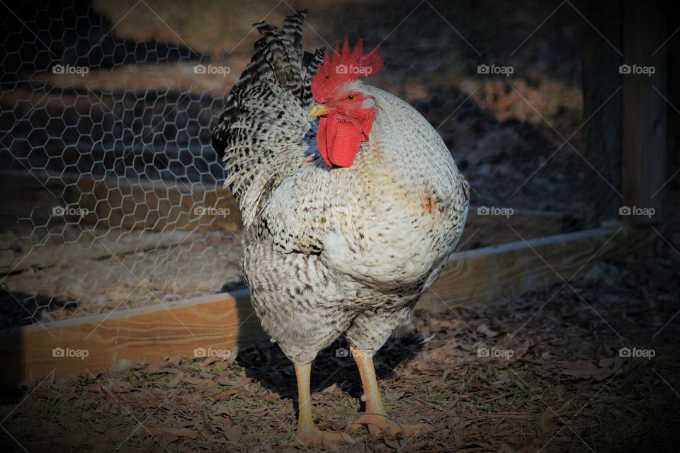 Farm Fresh Chicken in South Carolina