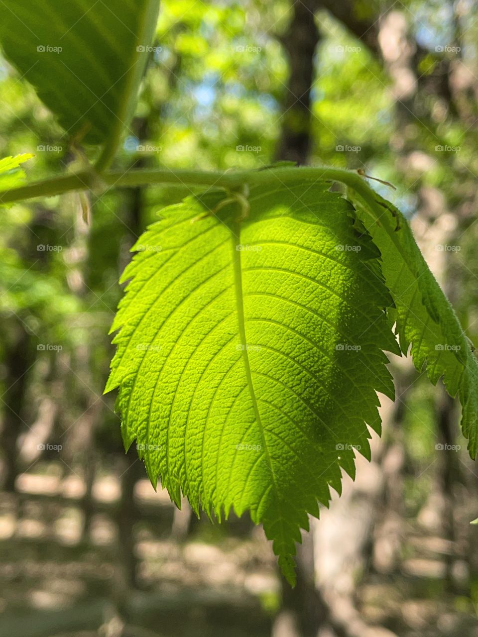 Leaf 