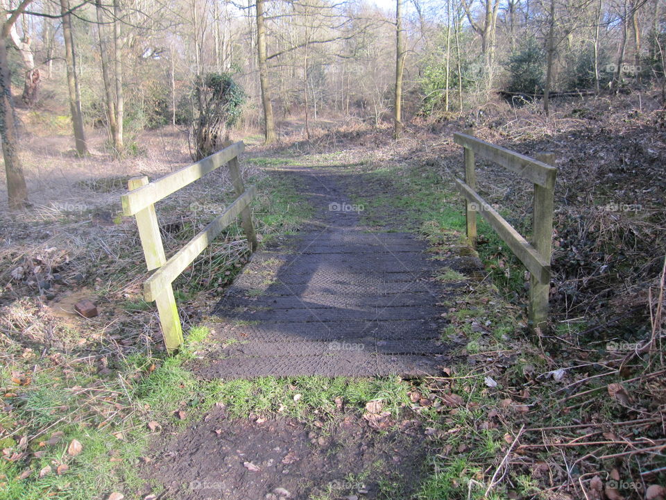 A Woodland Bridge