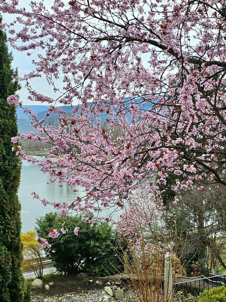 Abricot tree blooming