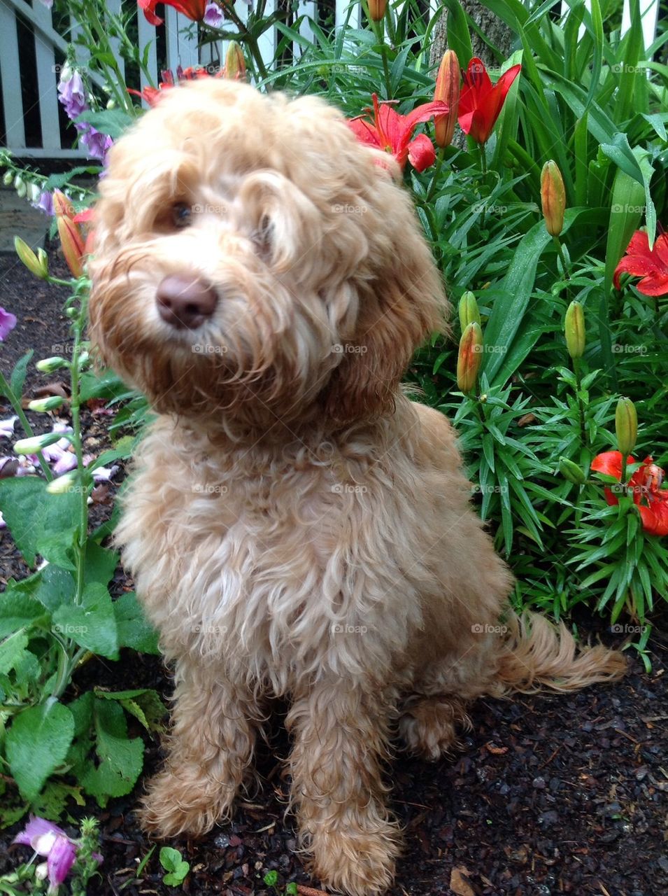 Puppy flower