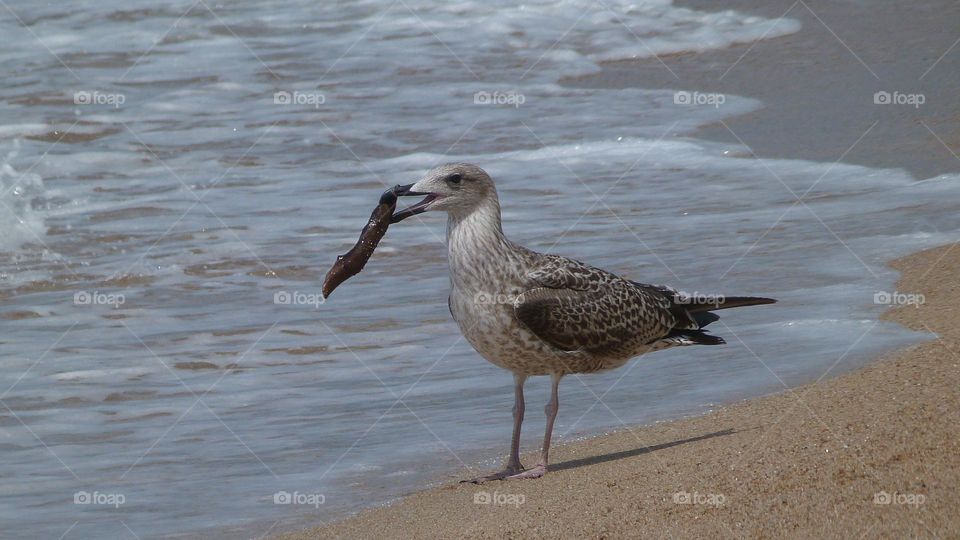 Seagull