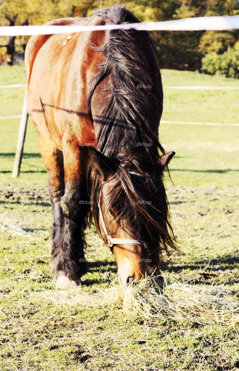 cute horse pony lovely by nenne_h