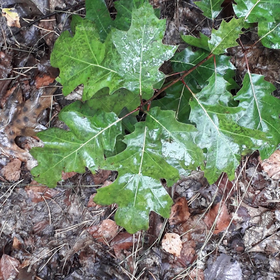 oak tree leaves after rain